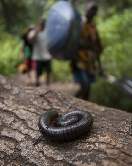 Centipede, zambezi river, walk in , put in, kayaking, wildlife