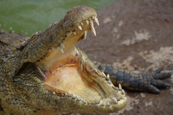 Crocodile, african crocodile teeth