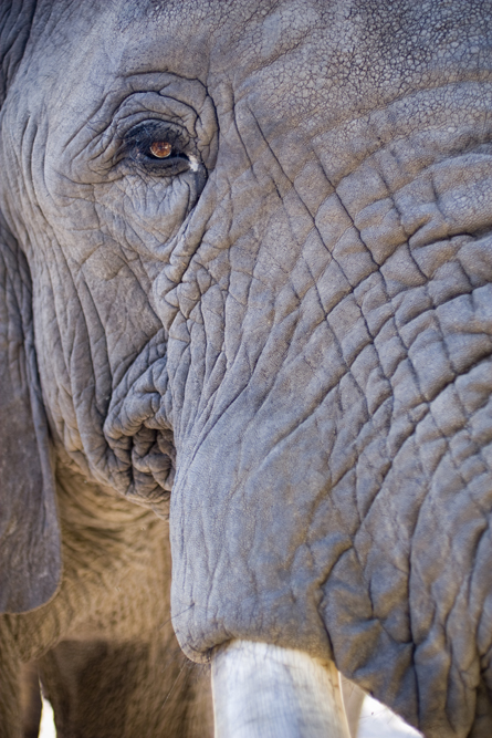 Elephant tusk and eye