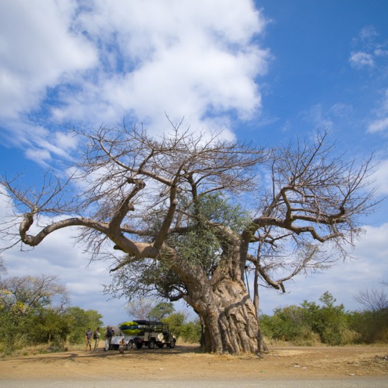 Boabab, Africa, Big Tree
